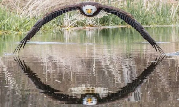 EAGLE 